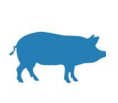 Pork Supply Solutions